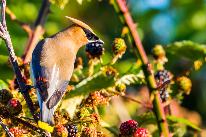 bird eating berries